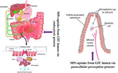 Effects of Microplastics on Fish and in Human Health